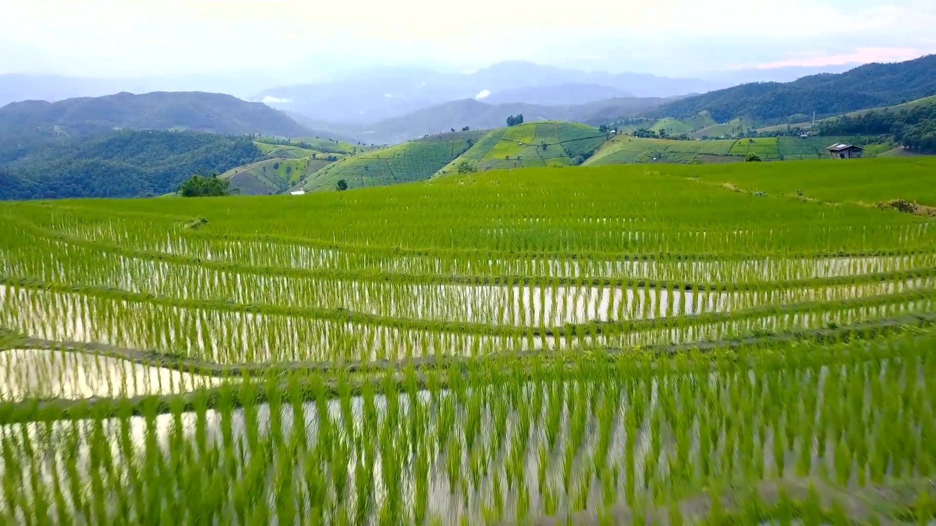 公司专注于水稻育苗播种机